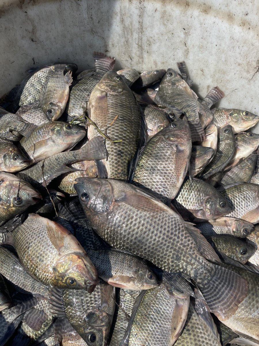 clement_chama's tweet photo. Investment Opportunity: Mwecha Farms Limited & Lendwise Cash Solutions – Ndola, Zambia
Hello everyone,
My name is Clement, owner of Mwecha Farms Limited located in Peter Singongo along the Ndola-Kitwe Dual Carriageway (opposite Detroda Filling Station).
We are already operating successfully with integrated tilapia farming and fresh vegetables.
We have already launched Lendwise Cash Solutions, our micro-lending arm under Mwecha Farms Limited, and we are now ready to scale significantly.
Our Expansion Plans Include:
•  More fish ponds
•  Layer chickens (eggs) and broilers
•  Pigs (integrated with ponds)
•  Our own butchery/outlet for direct retail sales of fish, chicken, and eggs
We are looking for serious investors or lenders who can partner with us on the next phase of growth.
Preferred Terms:
•  Low interest rate
•  Repayment period: Less than 5 years
•  Grace period: 1 year before payments begin
•  Transparent agreement with proper documentation
This is a genuine opportunity to invest in a proven, growing agribusiness with real production results, strong location advantage, vertical integration (farm + butchery), and an existing lending arm.
A full professional business plan with financial projections, capital requirements, and margin analysis is available for serious interested parties.
Contact me directly: 📞 +260 961 617 988
📞 +260 975 930 394
Let’s grow together!
Mwecha Farms Limited & Lendwise Cash Solutions
Ndola, Copperbelt – Zambia
#MwechaFarms #LendwiseCashSolutions #AgribusinessZambia #InvestmentOpportunity #TilapiaFarming #CopperbeltBusiness #ZambiaInvestment