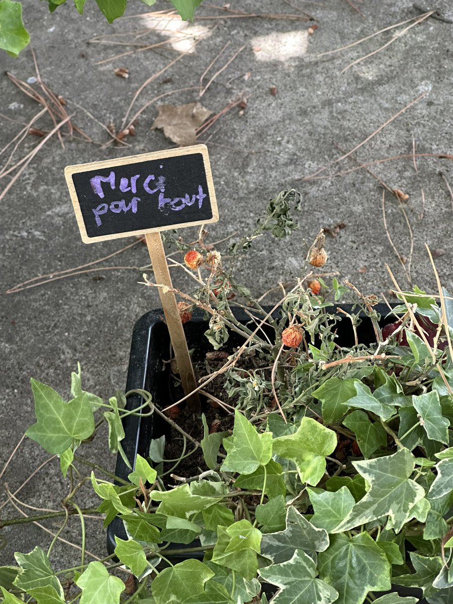 cinepastor's tweet photo. Momento top de este viaje a #París.
La tumba de #JacquesDemy y de #AgnèsVarda.
Cementerio de Montparnasse.
«Merci pour tour».
#París2026 (69) https://t.co/C5Amt1qtD9