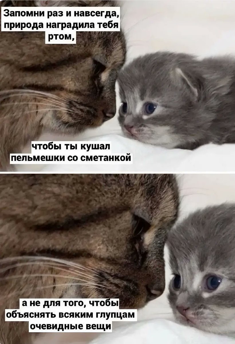 Kcesha333's tweet photo. Продолжаем выть, стая

#ChocolateForValko #ValkoIsInnocent #ValkoIsInnocent #ValkoIsLoved #WeWantValko #WeNeedValko #ValkoIsGoodestBoy #Valkols6thli https://t.co/gicK1H4NmV