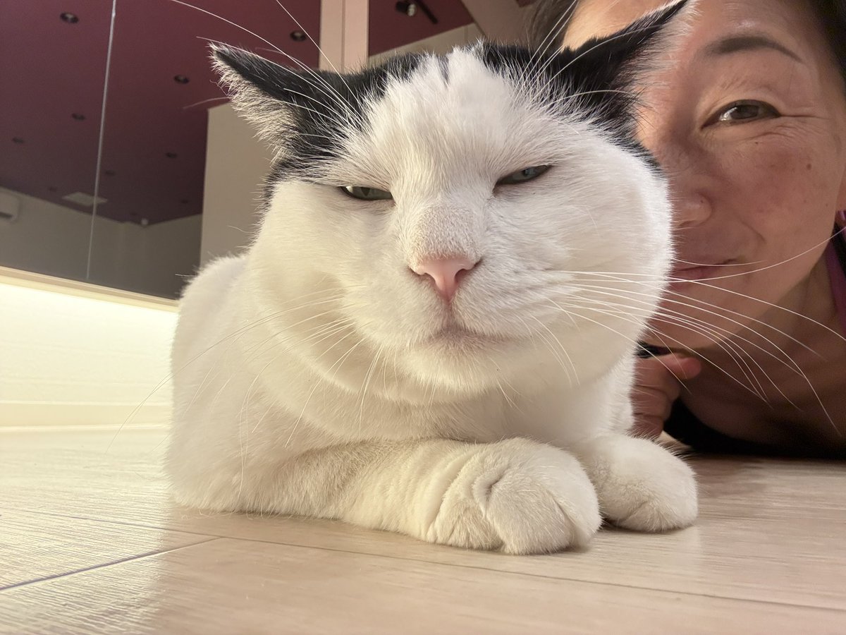 ゆーこ🐈‍⬛🐉💓ねこすたいる tweet media