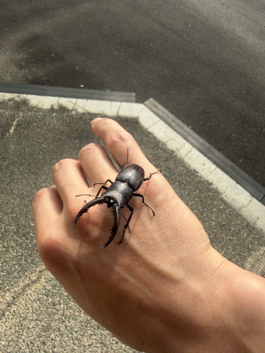EbichanScience's tweet photo. 今日は大分のエイトピアおおの・豊後大野市総合��化センターででんじろう先生のサイエンスショーでした‼️
お越しいただきました皆様ありがとうございます😊
ブーメラン、キャッチがwww
明日は福岡でサイエンスショー‼️

クワガタ見つけてハッピーだけど、東京にはつれて帰れない😭

#サイエンスショー https://t.co/JKUkdDmi7D