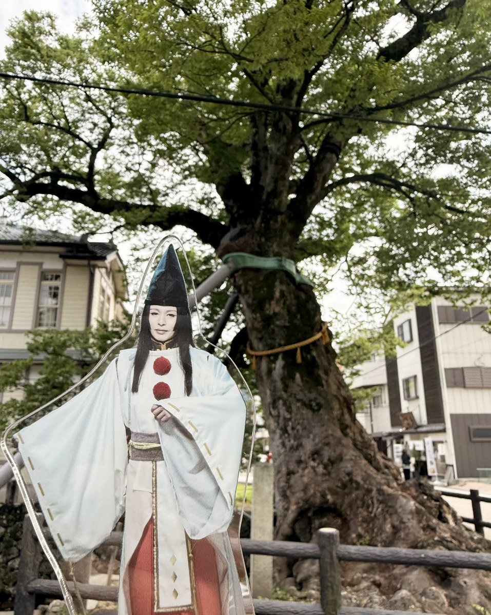 hyouring's tweet photo. 新木さんアクスタと柏原の写真もろもろ。織田神社と黒百合、御神木？と黒百合、劇的に似合ってる。ちーたん焼きを食べるちーたん可愛い。 https://t.co/srPT2o0xIW