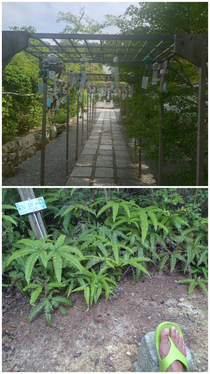 Takami252's tweet photo. 朝の裏山走🩴
いつものコースに石切山、釣鐘山をプラス🏕️
にしても、、、
暑かったー💦
下山してロードに出てからの"かき氷"🍧が、最高に美味かったー😋

#台湾サンダル https://t.co/bbgDDUGijt