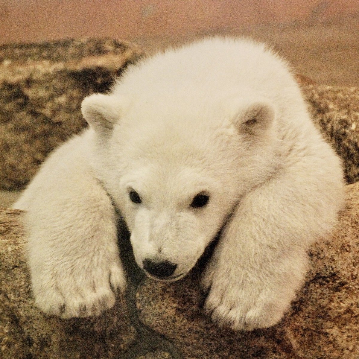 denari0529's tweet photo. おやすみなさい🌙

ミライ｜アドベンチャーワールド（2010）

#ホッキョクグマ
#polarbear https://t.co/CvzMnZgqdh
