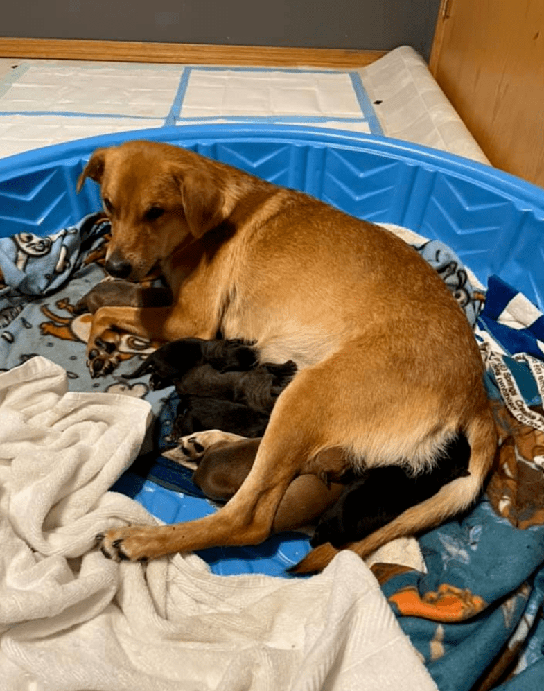 munjibread's tweet photo. [My rescue pup turned my lonely workdays into sunny snuggle sessions — best decision I ever made!  #PetLove]， https://t.co/FgndMOiQeM