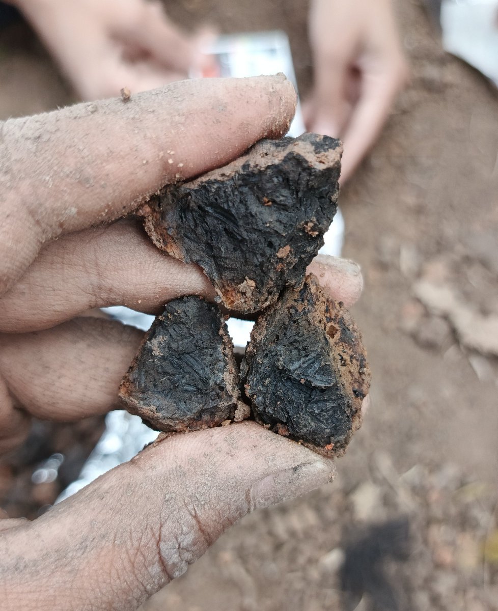 kalumwayan's tweet photo. Diskursus soal beras/padi ini semakin menarik. Cerita soal padi di Liyangan sudah banyak, ya. Jadi sebagai pemanis, ini foto sekam padi yang digunakan sebagai bahan temper bata di Percandian Batujaya ketika ekskavasi Juni kemaren. https://t.co/JryXdQjBcm