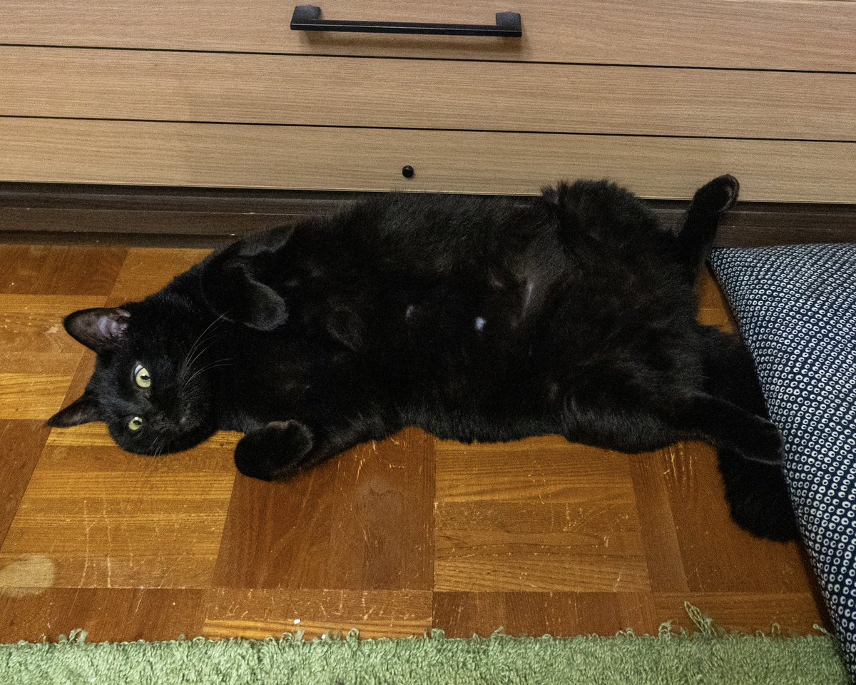 つくねちゃんのヘソ天動画がかわいすぎ！ #猫 #黒猫 #blackcat 床に