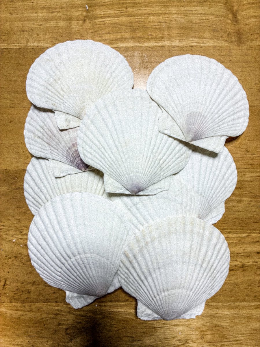 8/1から軽率に雑貨屋さんを始めるので、ひとまずホタテの貝殻を大量に