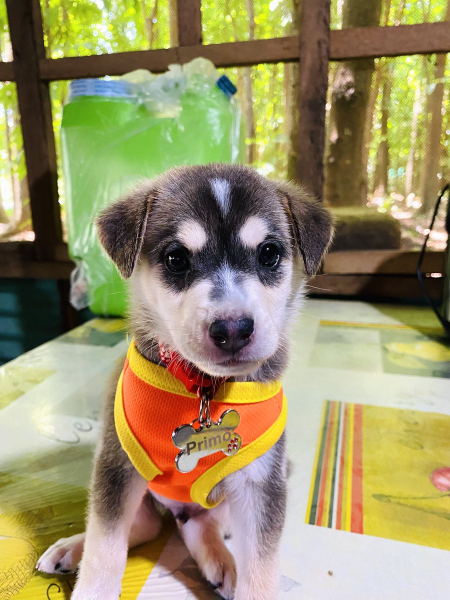 itsmeali96's tweet photo. Our baby Primooo 🐾🐶@dcmpJil_ https://t.co/xIbsELpYb0
