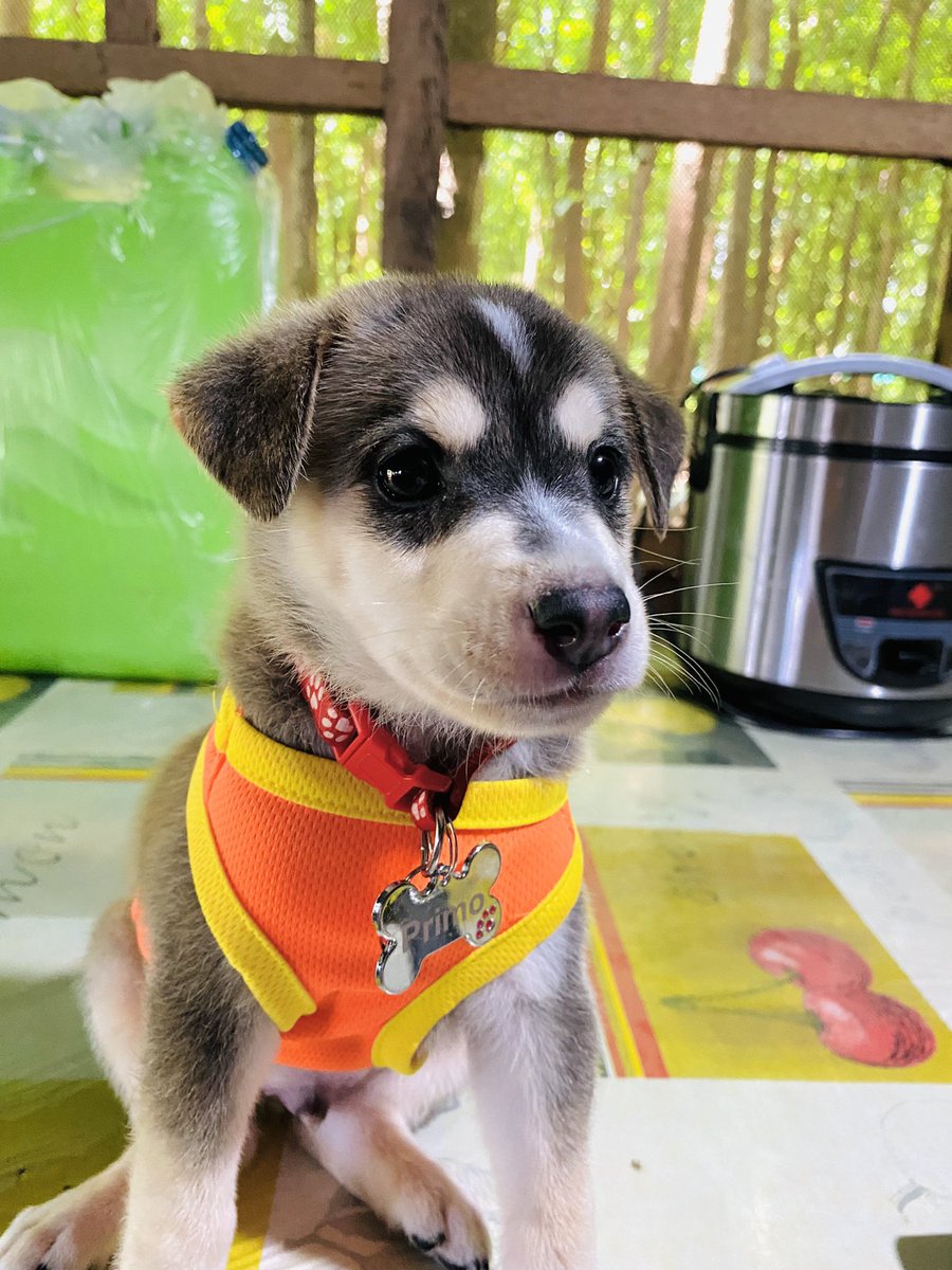 itsmeali96's tweet photo. Our baby Primooo 🐾🐶@dcmpJil_ https://t.co/xIbsELpYb0