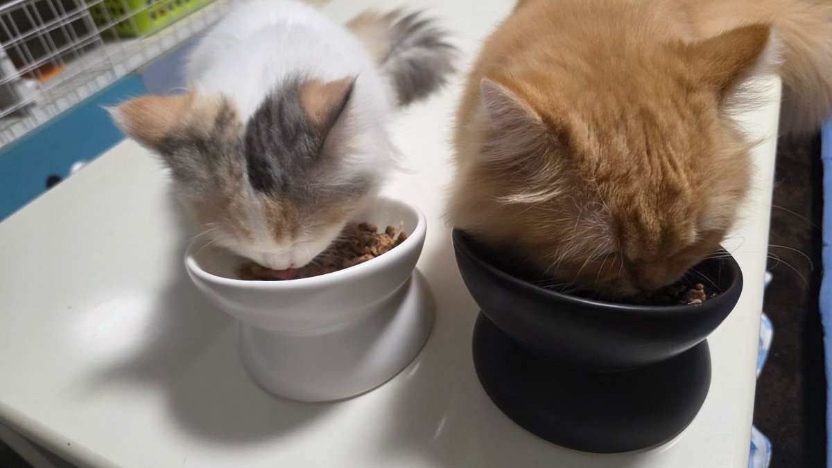 maychan3128's tweet photo. ２人とも
人の言うことは理解出来ないくせにご飯の準備だけはしっかり理解できてるな🐱
しっかり食べて大きくなってくれい👍️

#ミヌエット
#短足猫
#猫のいる暮らし https://t.co/8Vv5t3aloV