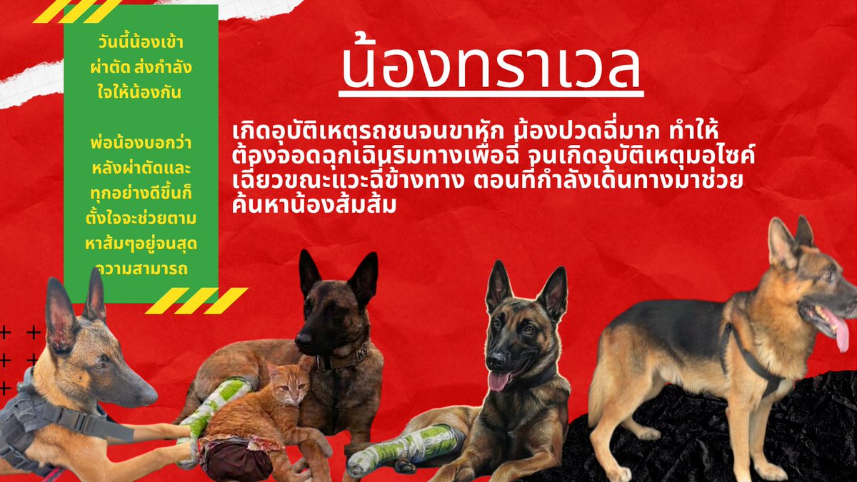 TifFaNy_9member's tweet photo. ส่งกำลังใจให้ #น้องทราเวล กันค่ะ 

น้องเป็นหนึ่งใน K9 ที่ช่วยกันตามหา #แมวหายบนรถไฟ หรือ #น้องส้มส้ม น้องประบอุบัติเหตุทำให้ขาหัก แล้วช่วงเย็นวันนี้น้องต้องเข้ารับการผ่าตัด พอผ่าตัดเสร็จน้องก็จะเข้ามาสมทบกับทีมงานต่อ 

"อย่าพึ่งยกทีมกลับนะขอให้รอทราเวลก่อน"

น้องอาจจะช่วยได้ไม่เต็มที่ แต่ขอให้น้องได้ไปอยู่ที่หน้างาน นั่นถือว่างานของน้องสำเร็จแล้ว