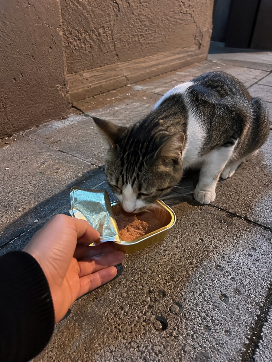 kirginkalemm's tweet photo. ''
Az önce kediye yaş mama verdim.
Çok az kişi gördü.
Buradan da söylemek istedim.

Neyse...
Ben şimdi Boğaz manzarası olmayan bir yere çay içmeye gidiyorum.
Belki orada da kimse yoktur,
onu da söylemiş olayım dedim.

Kırgın Kalem

'' https://t.co/aAiP7rWCtO