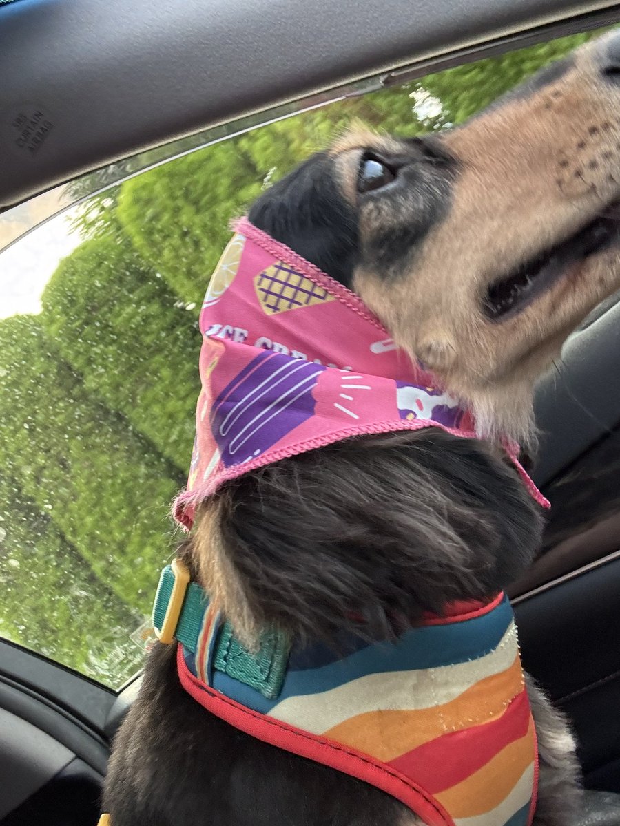 mow_iccho's tweet photo. トリミング後、キュートなアイスバンダナをお首に巻いてもらってまして、そのままハーネスつけてたらお首大渋滞でね。

せっかくかわいいので頭に巻いたら
とってもかわいくって幸🫰 https://t.co/cRYv3Jz42V