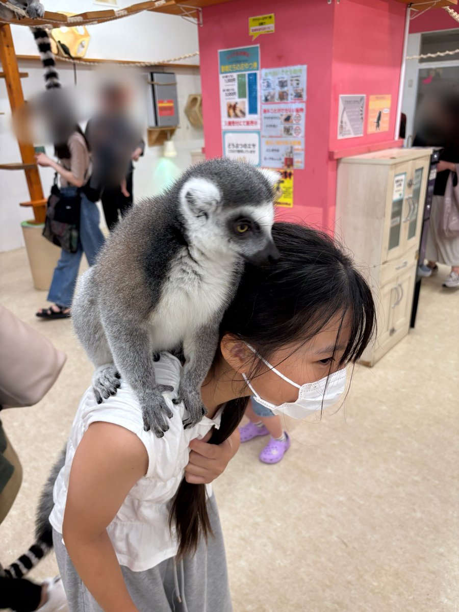 Raimu_Vega's tweet photo. 今日は動物さんを触りに行きました💗
可愛すぎた！
カピバラ、ビントロング？、ワオキツネザル🦥と写真撮ったよ📷
また行きたーい♪ https://t.co/4H8xwuoFUM