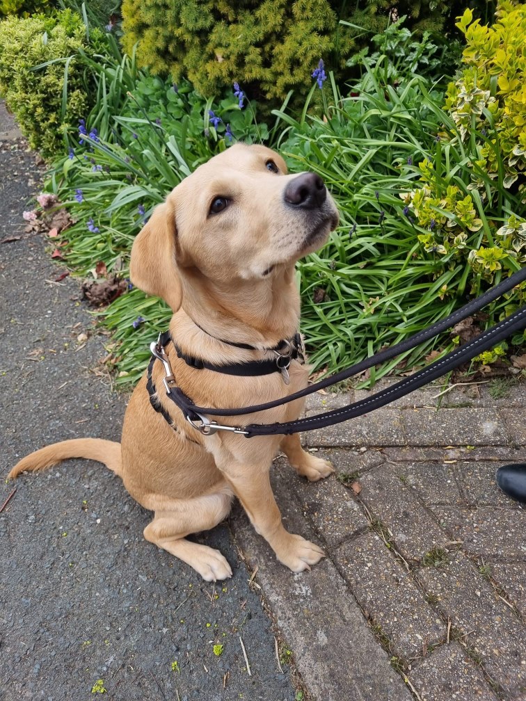 Hearing Dogs for Deaf People tweet media