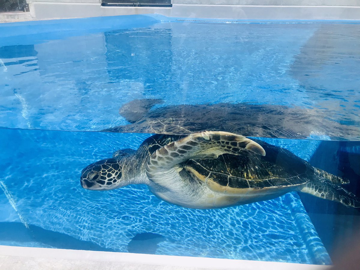ddt_0504's tweet photo. 水族館🐟
ホームズクマとパシャリ🧸 https://t.co/49VN5A5WZb