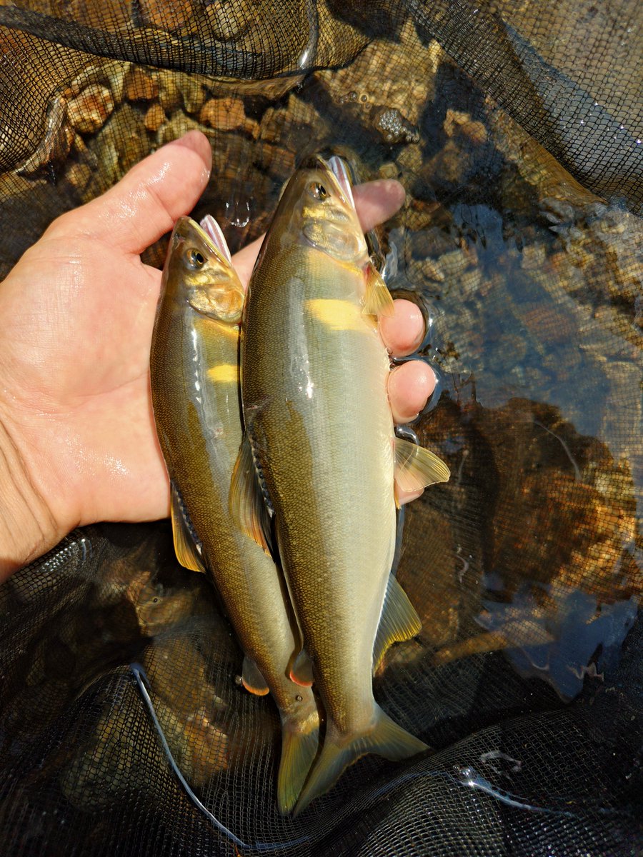 amago1091's tweet photo. デカくて凶暴な飛騨の鮎🐟️ https://t.co/E2WrH1YlFW