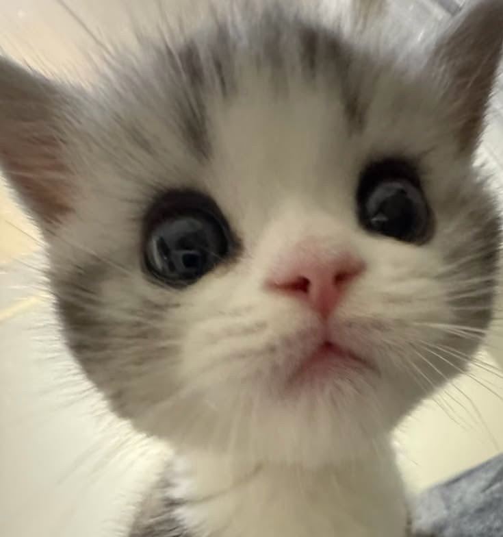 muing3to3's tweet photo. 런쥔 입술 정말 아기 고양이 뽕주디 //3// https://t.co/ZSbO9blXwn