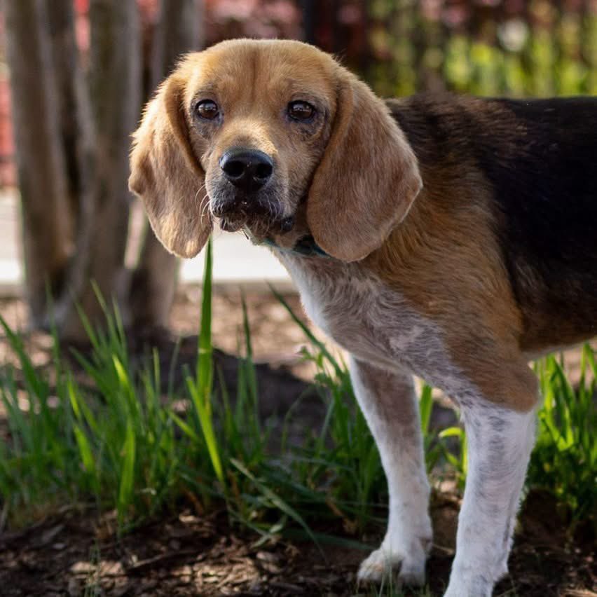 TriBeagles's tweet photo. Adoptable beagle of the day-Bingo! https://t.co/dNCcp3FPY4 https://t.co/HJE8pT8uCC