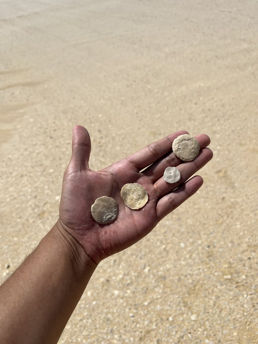 sempominerals's tweet photo. カイロ南西部で砂が全て貨幣石の砂漠を見つけました。エジプトは貨幣石が多いって聞いてたけど、ずっっっと貨幣石です！ https://t.co/eDjQJwlpxP