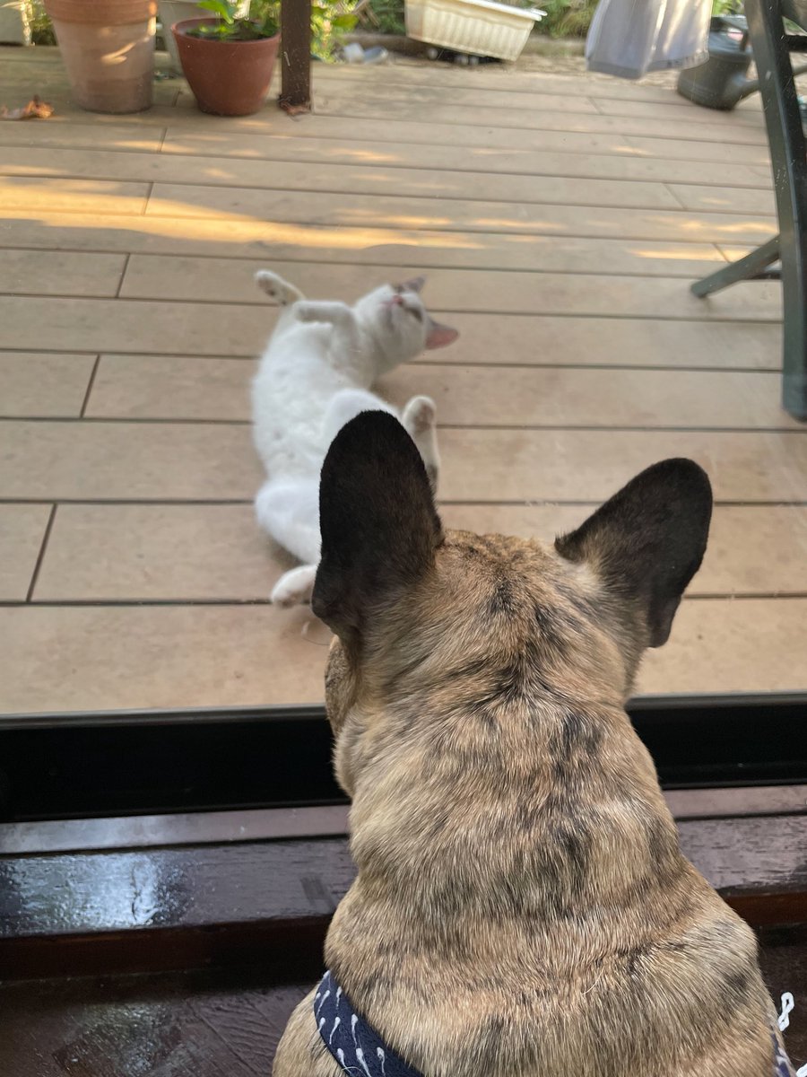 shunichi145's tweet photo. 愛犬が野良猫になめられている。 https://t.co/KnsEuyA4Sr