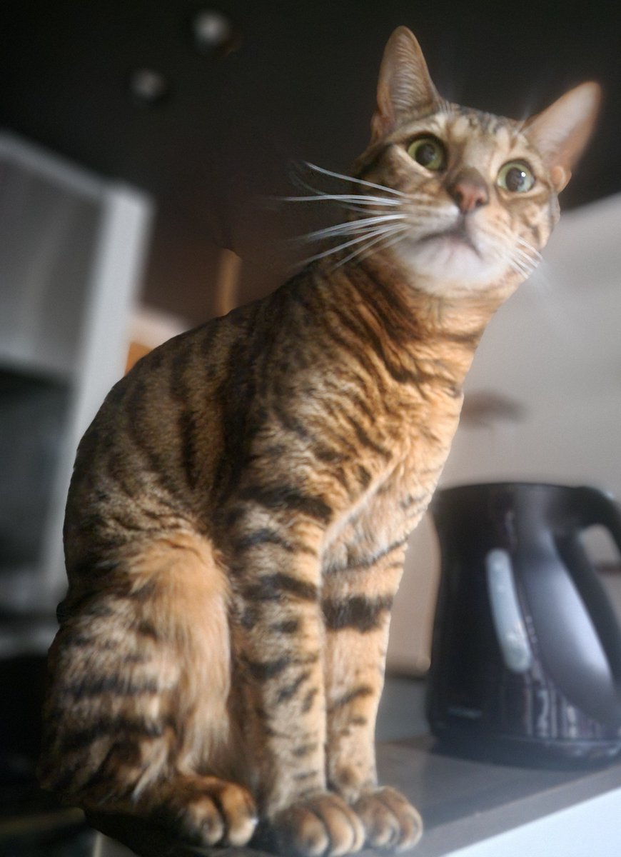 Uman_CATsub's tweet photo. #ベンガル #猫好きさんと繋がりたい https://t.co/3OpBj6ZWGT