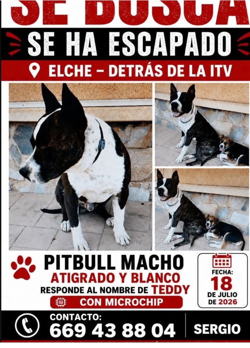 PixiesRichie's tweet photo. 🚨🚨 #ELCHE  #Alicante 🚨🚨  PERDIDO
#Pittbull #VamosEspaña 

sería un #FelizDomingo si apareciera #Teddy 
#España #Elx https://t.co/mz5ALwahfq
