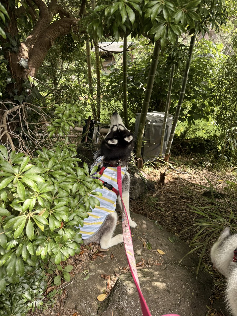 husky_edward's tweet photo. 犬と旅行中🎶かわいー(動物園を満喫dog) https://t.co/KMGG5gNzKR