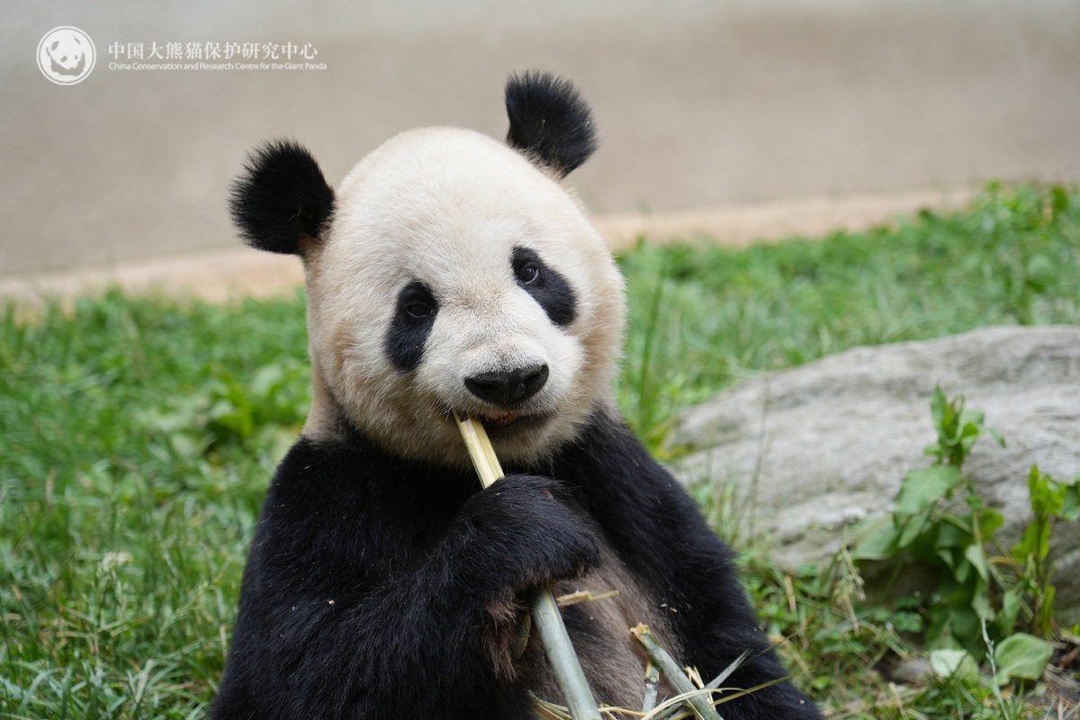 ppij_nihonpanda's tweet photo. /／
リーリーのもぐもぐシーン🐼🌰😋
\＼

臥龍からリーリーのお便りも届きましたね🇨🇳✉️

いつものとんがり頭と、やさしい表情に癒されます🌰
新しいお部屋にも少しずつ慣れていきますように🙏

いつまでも紳士的で、すてきなリーリーでいてね🐼🕺 https://t.co/Ez5yDE3u9B