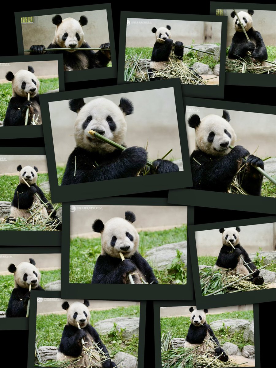 ppij_nihonpanda's tweet photo. /／
リーリーのもぐもぐシーン🐼🌰😋
\＼

臥龍からリーリーのお便りも届きましたね🇨🇳✉️

いつものとんがり頭と、やさしい表情に癒されます🌰
新しいお部屋にも少しずつ慣れていきますように🙏

いつまでも紳士的で、すてきなリーリーでいてね🐼🕺 https://t.co/Ez5yDE3u9B