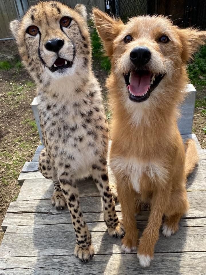 NATURE🌟WOLF🦊 tweet media