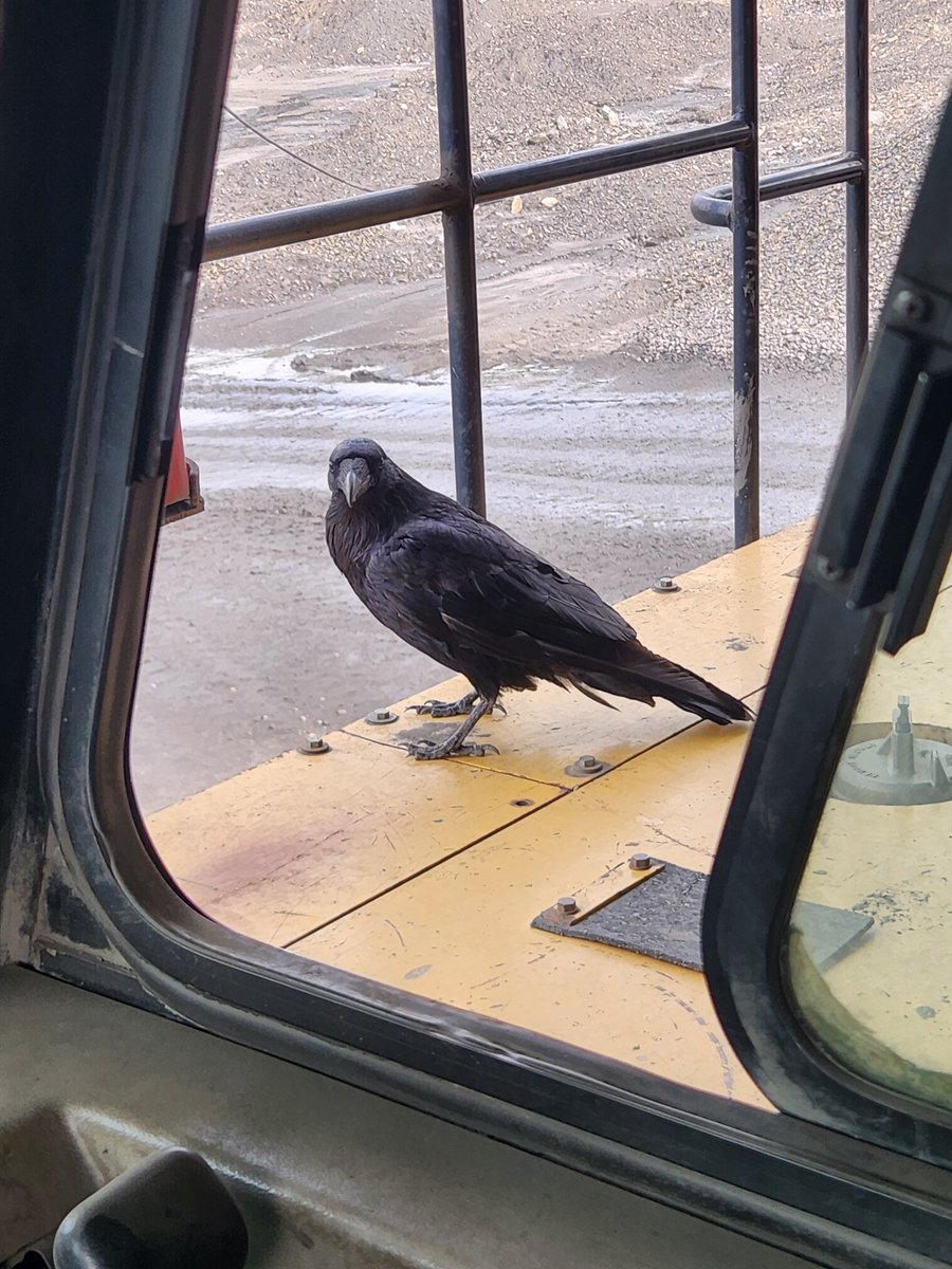 DaschBrian's tweet photo. @TheFigen_ This one comes to see me for food several times a week. https://t.co/MiVuV2jaot