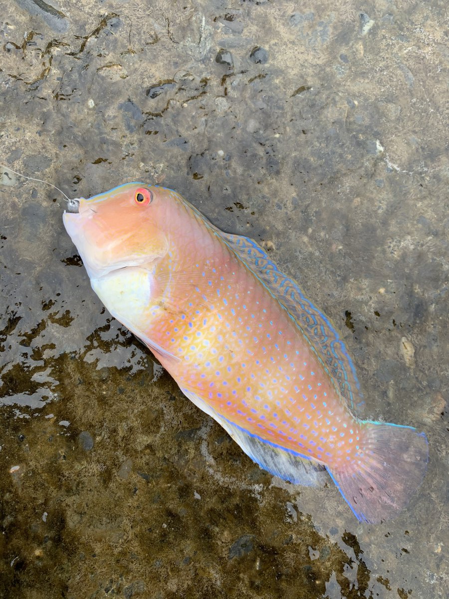 npkkoji's tweet photo. 地元で釣った珍しい&amp;名前のわからん魚 https://t.co/9l82v37iZm