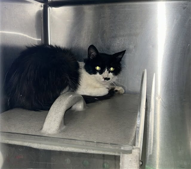lordi1960's tweet photo. https://t.co/9b55Din7qe
❤️QUILL -- ID# A847315

Temperament: RESCUE ONLY
🆘🆘🆘🆘🆘
I am an unknown gender black and white Domestic Mediumhair.

The shelter staff think I am an unknown age.

I have been at the shelter since July 16, 2026.

I will be available for rescue on July 21, 2026.

I am currently at Devore Shelter in San Bernardino County, California.

If you would like more information about this cat,
please visit or call:

Devore Animal Shelter
19777 Shelter Way
Devore, CA 92407
Voice: (909) 386-9820 - press 2