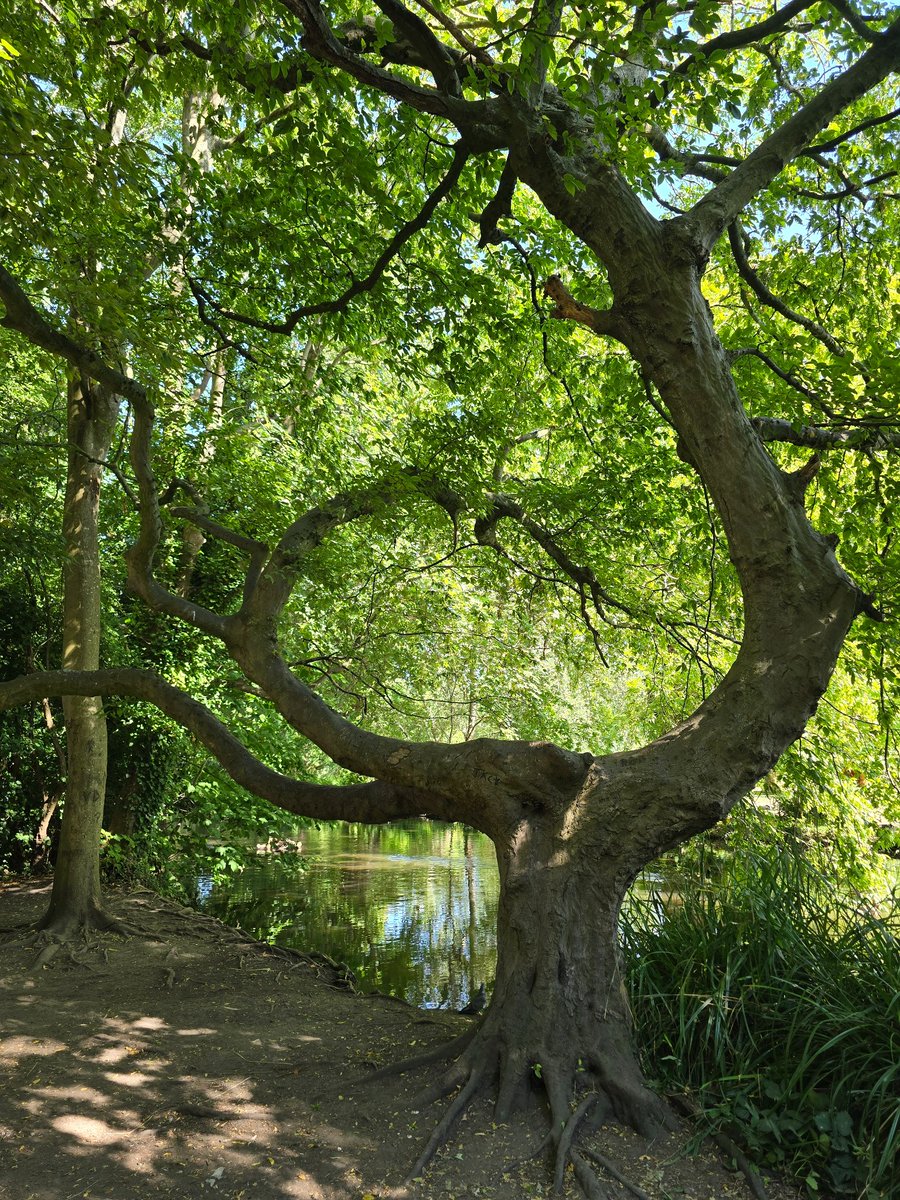 castlecoder's tweet photo. Church was great today. We went to Epsom Ward &amp; saw alot of friends from our time in Mitcham Ward 20y ago. That Ward was closed down recently. 

Then we went to Morden Hall Gardens. Waterwheel used to make snuff. Theory being snuff made you sneeze which then cleared your head. https://t.co/oNgAnT8AKX