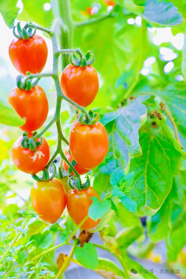 hyeok010323's tweet photo. Just tried the new organic cherry tomatoes from the local market—juicy, sweet, and bursting with fresh flavor, no weird aftertaste at all! Perfect for salads or snacking straight! https://t.co/huTWE4DBFK