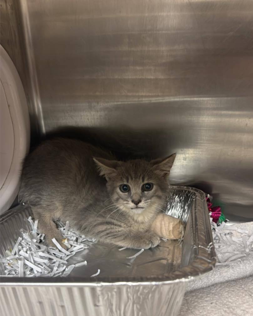 cobbkitties's tweet photo. 🆘 URGENT IMMEDIATE RESCUE NEEDED 🆘 INJURED LEFT FRONT LEG ‼️ SHELTER IS FULL ‼️ HIGH RISK OF EUTHANASIA IF NOT PULLED FROM THE SHELTER TODAY SUNDAY 7/19 ‼️ 

We have no further information on the extent of the injury but his/her left leg is bandaged. W… https://t.co/gj0kOhFXPt https://t.co/ritgfaTgQF