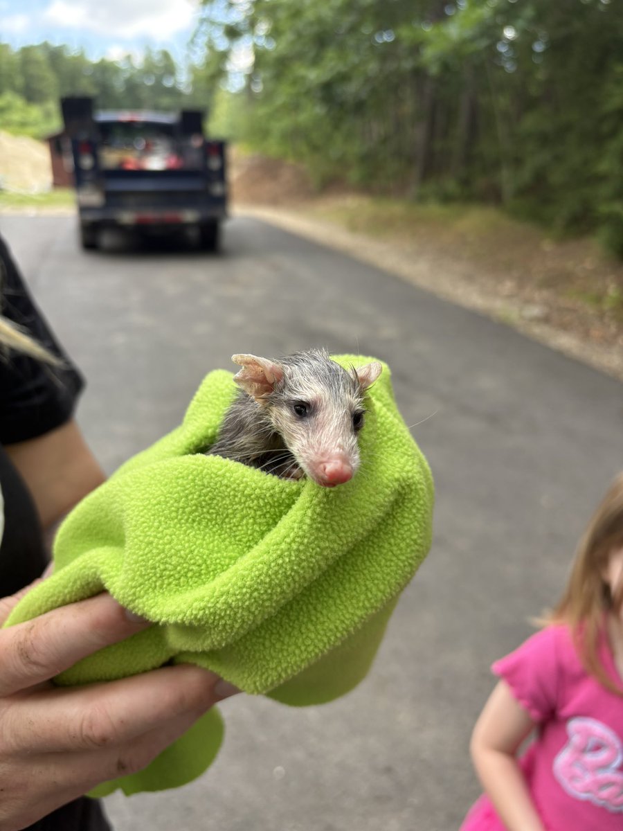 mslayultra's tweet photo. I rescued an orphan possum I found on my run this morning hope she makes it https://t.co/OM0OfANDvS