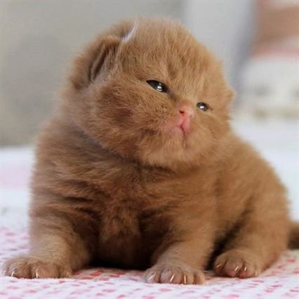 Angel100real_'s tweet photo. Porque tengo a este hijo de puta en mi galería https://t.co/pHMhxvjCkD
