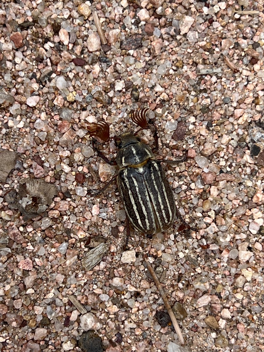 CrytzerFry's tweet photo. A camping visit to Arizona's northern country. So nice to be among the pines. So many #birds! And look at this funky 10-lined june #beetle's 'eyelash' antennae. https://t.co/hKEeIXozo0