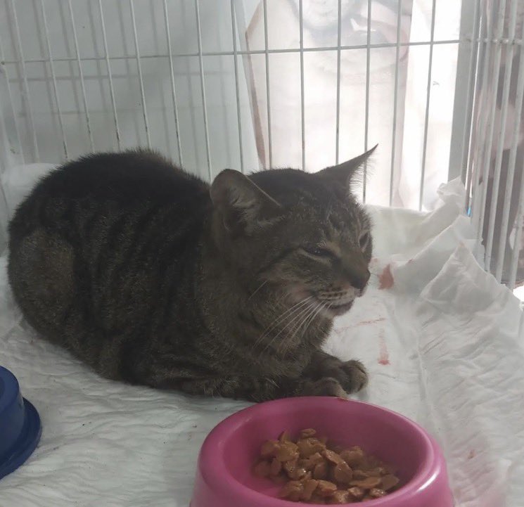 miss_snowhite03's tweet photo. Update: He’s still waiting for surgery. 💔 If everyone who sees this could share this post or donate even just $1, we could cover his consultation, exams, and finally get him the care he desperately needs today. Sadly, nothing can move forward until it’s paid for. Please don’t let this post go unseen. Every share, every dollar, every bit of kindness gives him a better chance. 🐾🙏❤️

https://t.co/VcF2O0dEVP