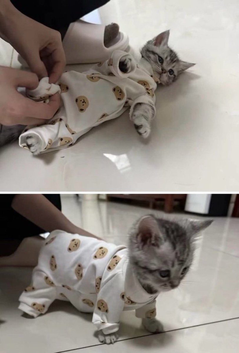 Cat ⚞ • ⚟ tweet media