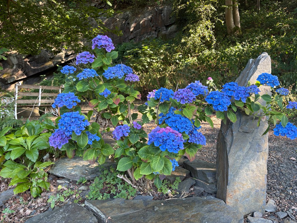 Right_You_R's tweet photo. I feed the blue hydrangeas with coffee grounds from my cafetière. They seem to like the acidity and turn the most amazing shades of blue. https://t.co/znSO7wuSAJ