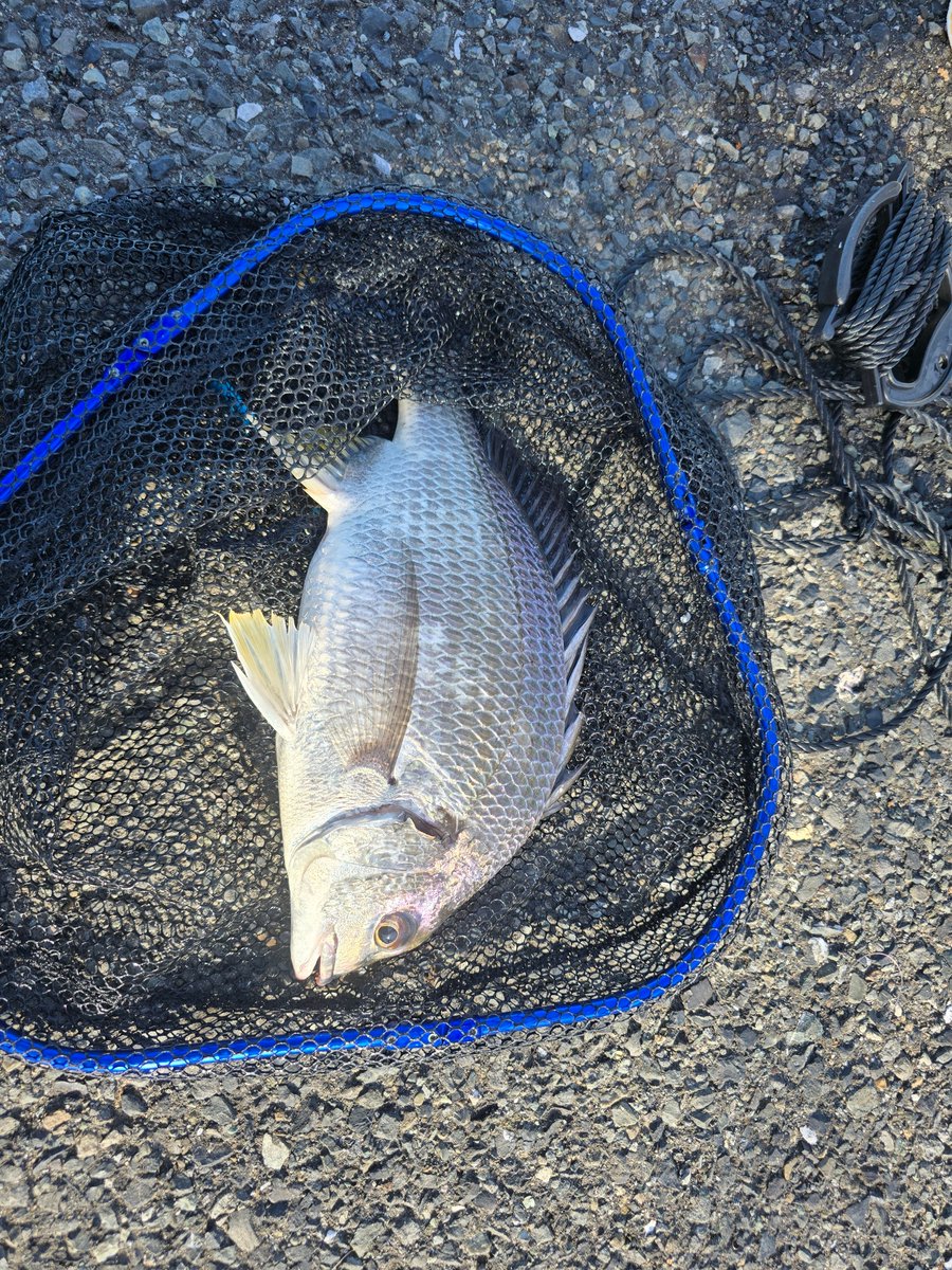TomoNinja1000SX's tweet photo. ちょっと前に無事帰宅🎣🏍️
道具洗って魚捌いて風呂まで終了
2人トータルチヌ3、イワシ沢山
アジ1など
いやーやっと釣れた！
が、撒き餌する為下見てたとか、たかひろさんと話してたらとウキ沈むの見れてなかったと🤣
ウキがない❗と慌てました🤣
本日もお疲れ様でした🎵 https://t.co/y0xGXyWqdL