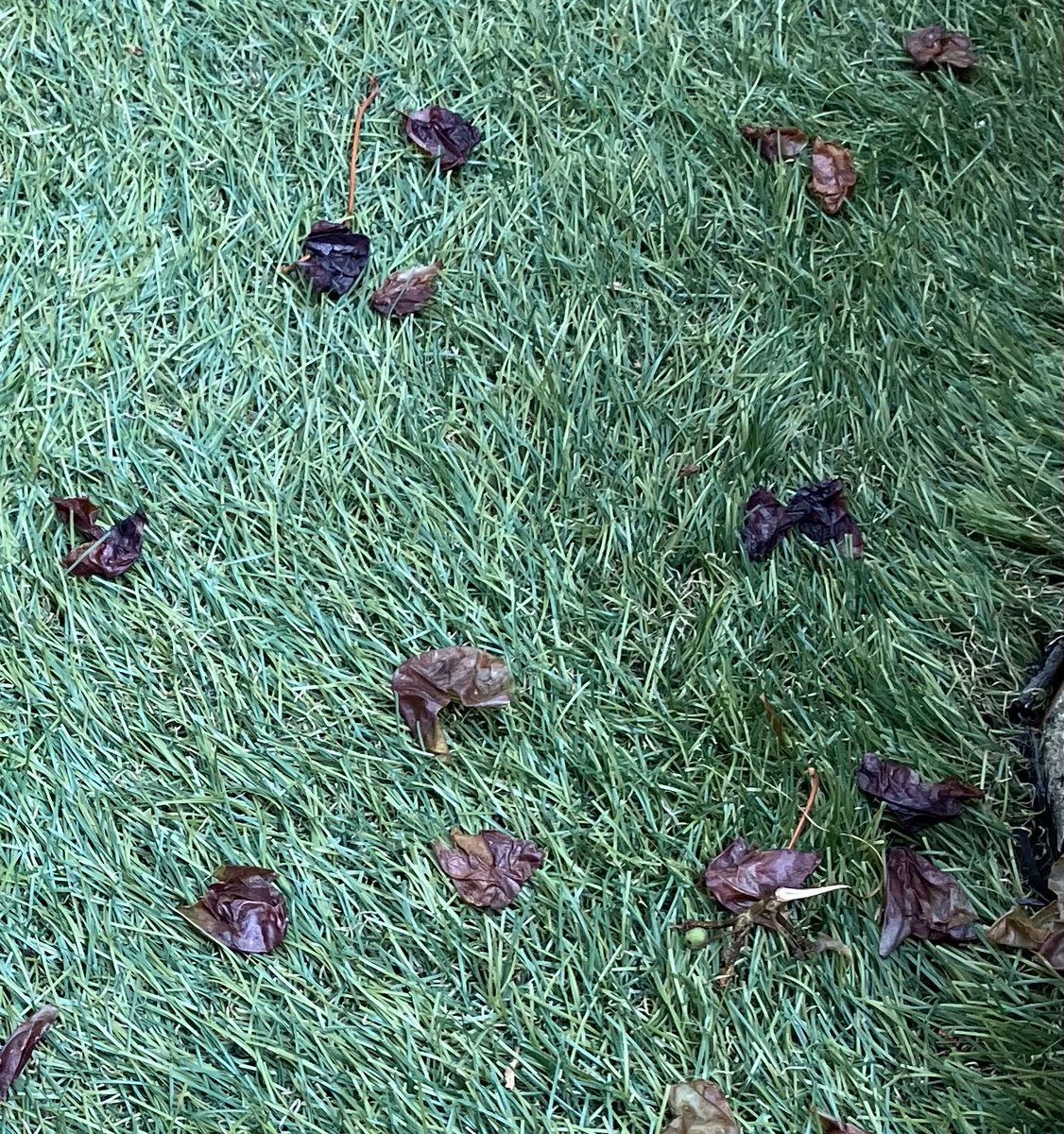 PRETZ_123's tweet photo. 🍇ぶど���が食い散らされ😩防犯カメラが犯人を撮らえました。ハクビシン。 https://t.co/ilnDNu3T2M