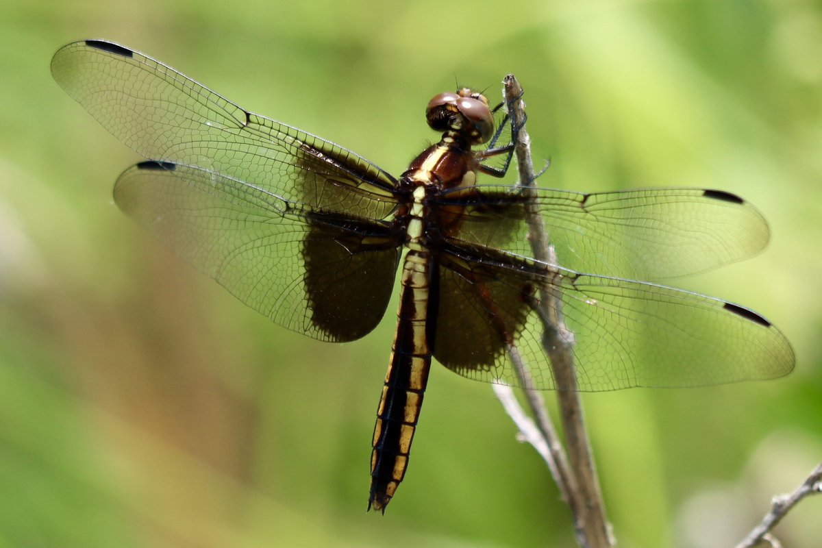 LisaNaturePhoto's tweet photo. “Admire as much as you can. Most people do not admire enough.” -Vincent van Gogh
#dragonfly #odonata #beautifulinsects #dragonflyphotography #teamcanon https://t.co/4UE9iUUUYJ