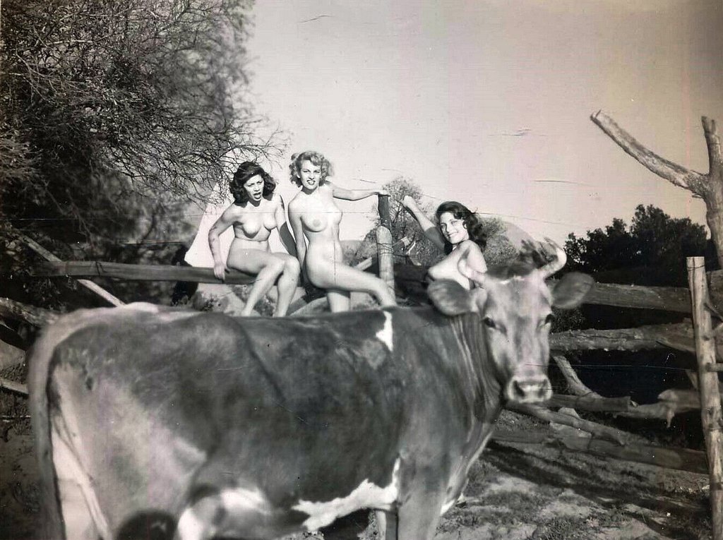 vintagestuff4's tweet photo. Ox disrupting the photo shoot
c. 1950's https://t.co/hblW9Zt7KU