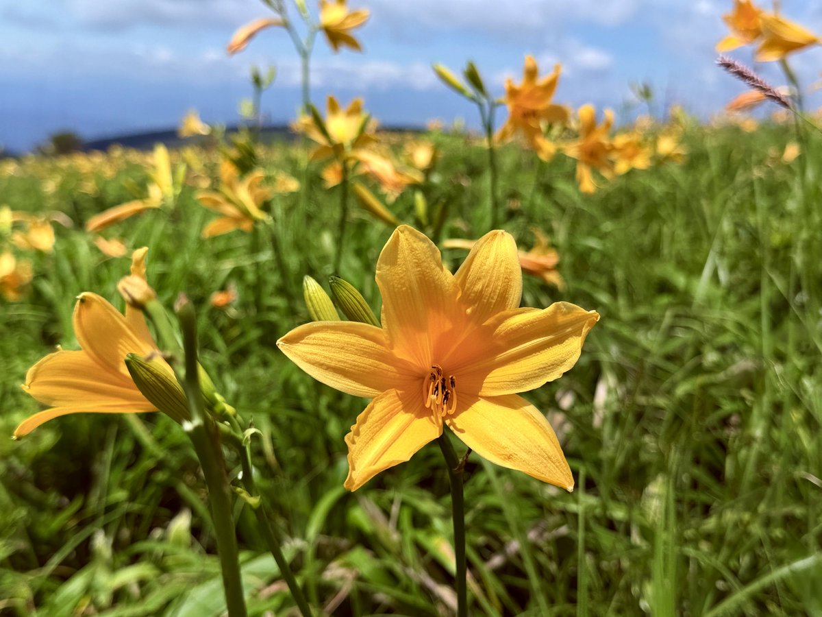 sundersansan's tweet photo. 長野県霧ヶ峰。我が家のエアコンと同じ名前。地名から想像できる、その通りの場所だった。行くまで、そこからの道中も絶景ドライブ。日本国内もいいとこようさんあるね https://t.co/GQ2weBqjY8