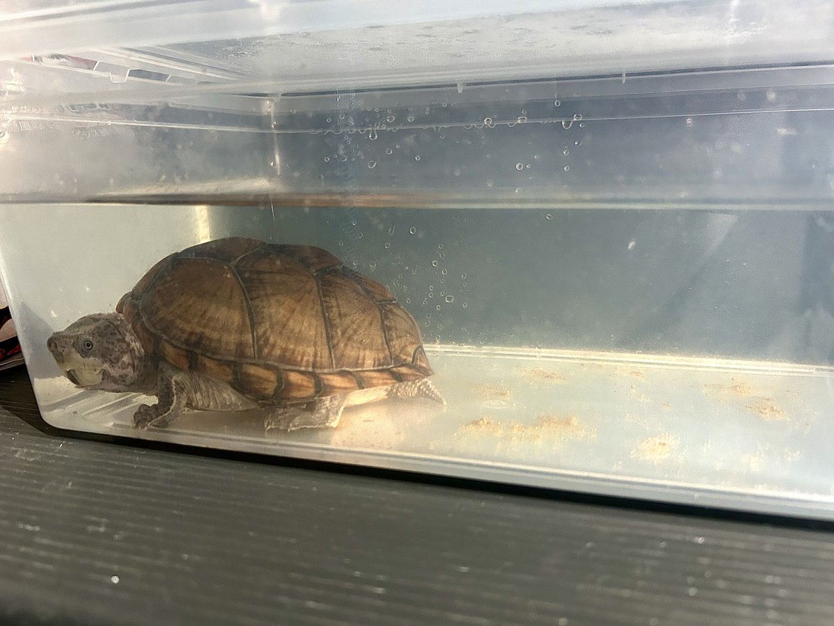 Bagariusgoonch's tweet photo. 水換えした直後に💩
ちょい申し訳なさそうな顔してるから許す☺️ https://t.co/p0vqRyx9bx